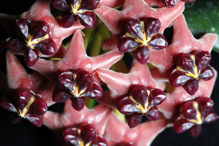 Hoya lobii (red) - Dr. Bill's Orchids, LLC