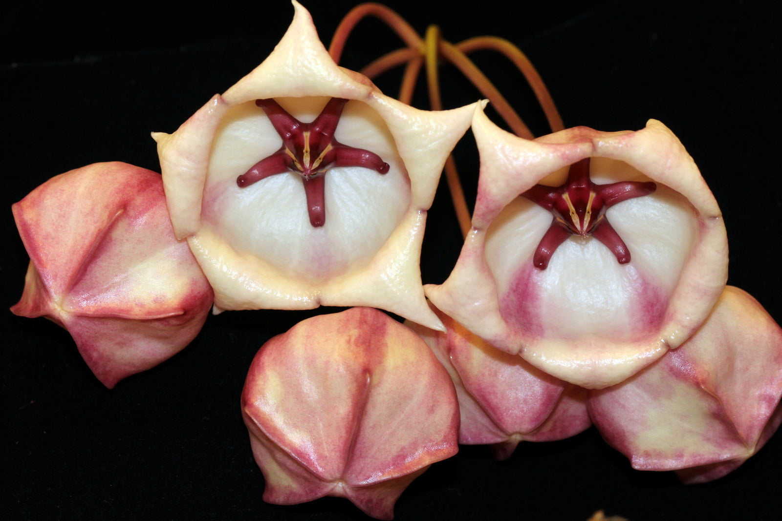 Hoya archboldiana - Dr. Bill's Orchids, LLC