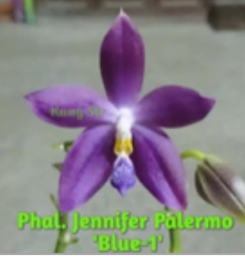 Phal Jennifer Palermo ('Blue' x 'Blue Spot') - Dr. Bill's Orchids, LLC