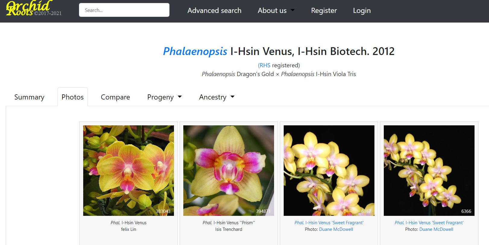 POM081 Phal (I-Hsin Venus x lindenii) - Dr. Bill's Orchids, LLC