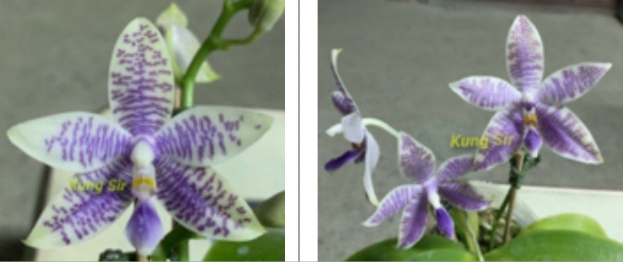Phal KS Blue Ludde x sib - Dr. Bill's Orchids, LLC