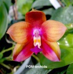 Phal LD's Bear King 'YK-7' - Dr. Bill's Orchids, LLC