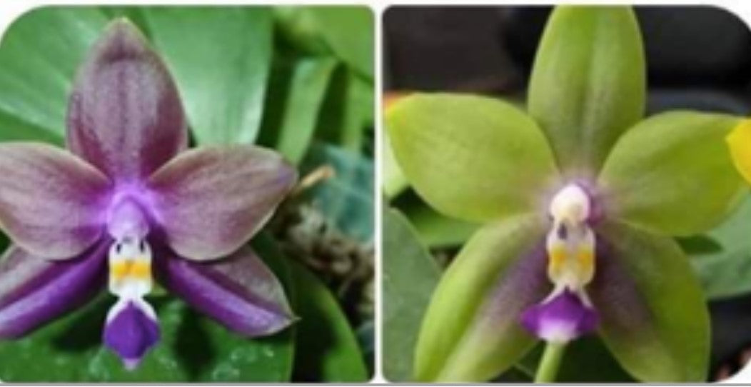 MA0813 Phal Mituo Purple Star - Dr. Bill's Orchids, LLC