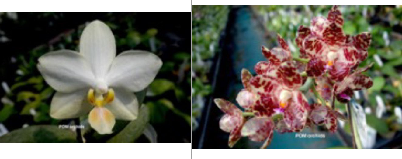 THB53 Phal [(philippinensis x floresensis) x gigantea] - Dr. Bill's Orchids, LLC
