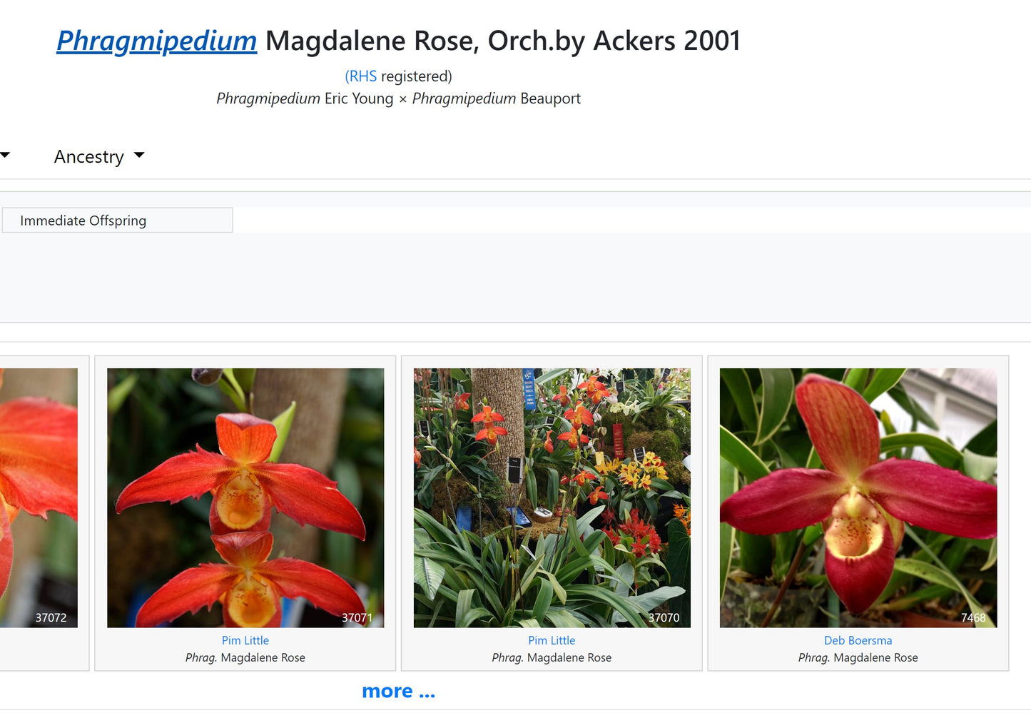 Phrag Magdalene Rose 'Mother' 4N x manzurii - Dr. Bill's Orchids, LLC