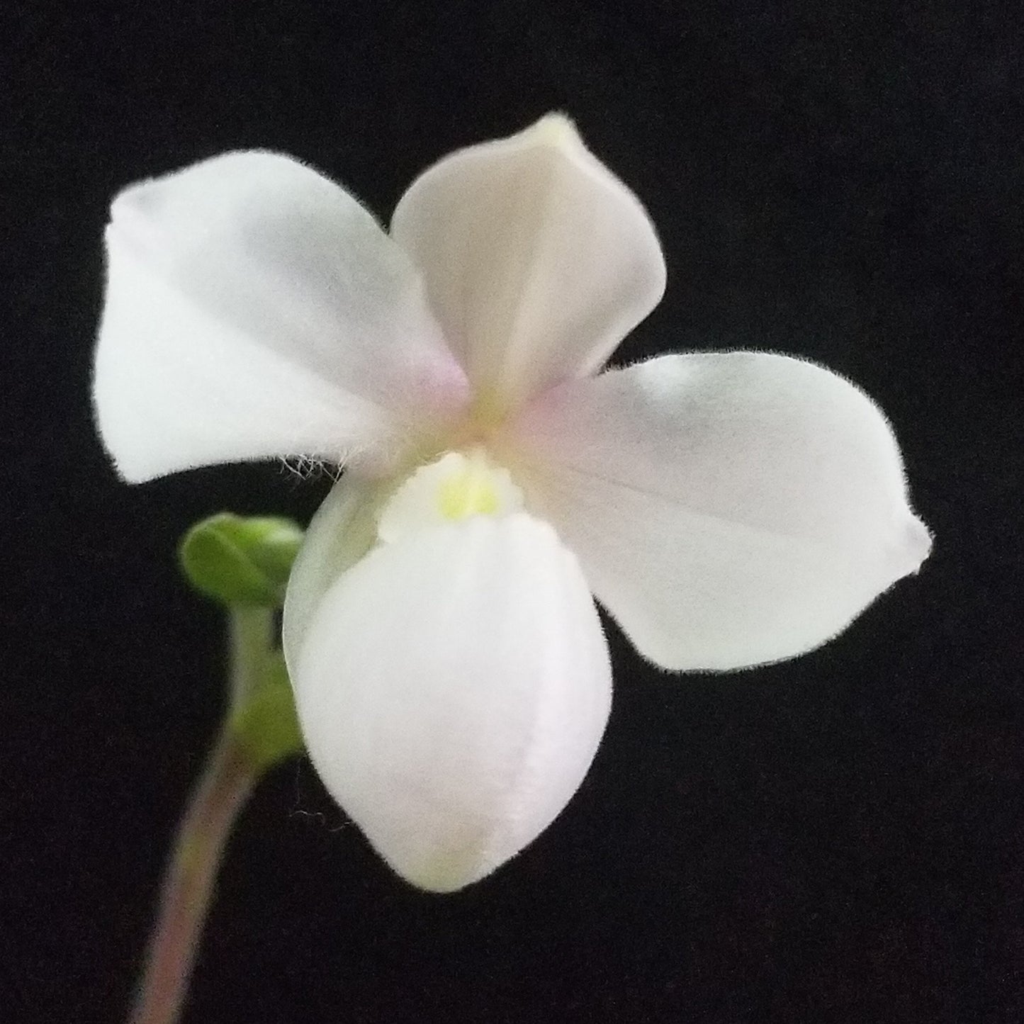 Phrag andrettae - Dr. Bill's Orchids, LLC