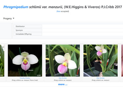 Phrag Magdalene Rose 'Mother' 4N x manzurii - Dr. Bill's Orchids, LLC