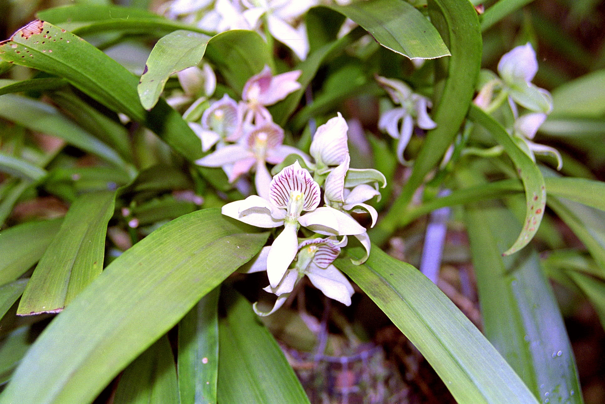 Prosthechea fragrans - Dr. Bill's Orchids, LLC