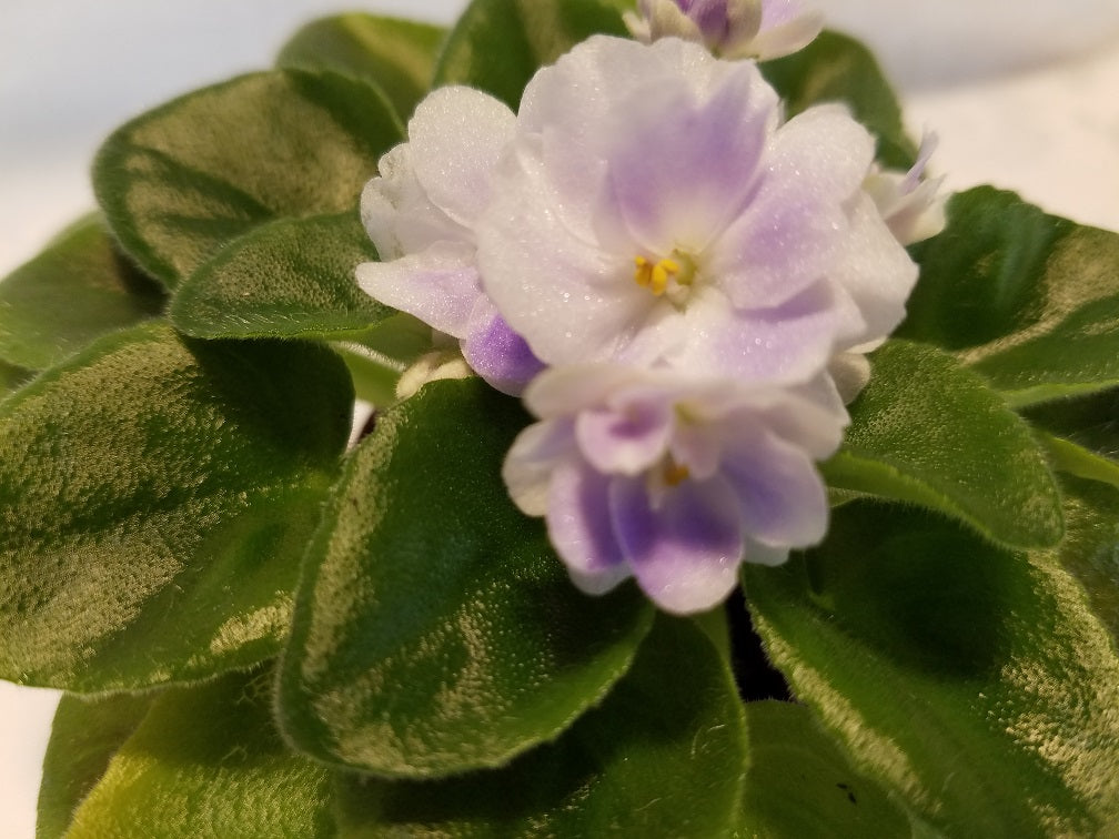 African Violet SK-Pered Grozoi "Before The Storm" - Dr. Bill's Orchids, LLC
