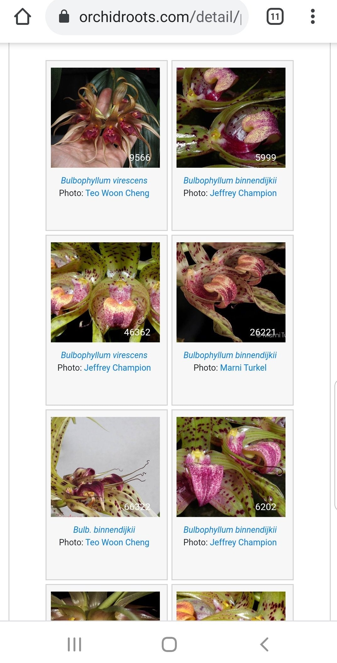 Bulbophyllum ericssonii (syn binnendijkii) - Dr. Bill's Orchids, LLC