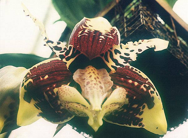 Stanhopea tigrina - Dr. Bill's Orchids, LLC