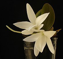 Aerangis fastuosa - Dr. Bill's Orchids, LLC