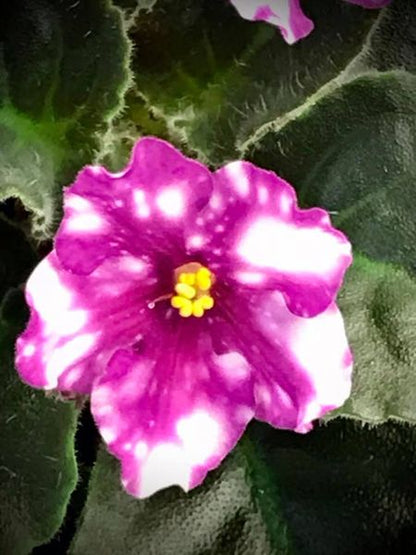 African Violet Hunter's Pew Pew - Dr. Bill's Orchids, LLC