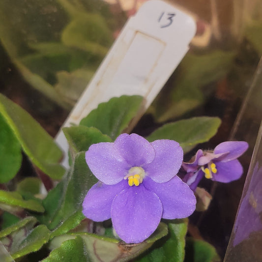 African Violet ID#13 - Dr. Bill's Orchids, LLC