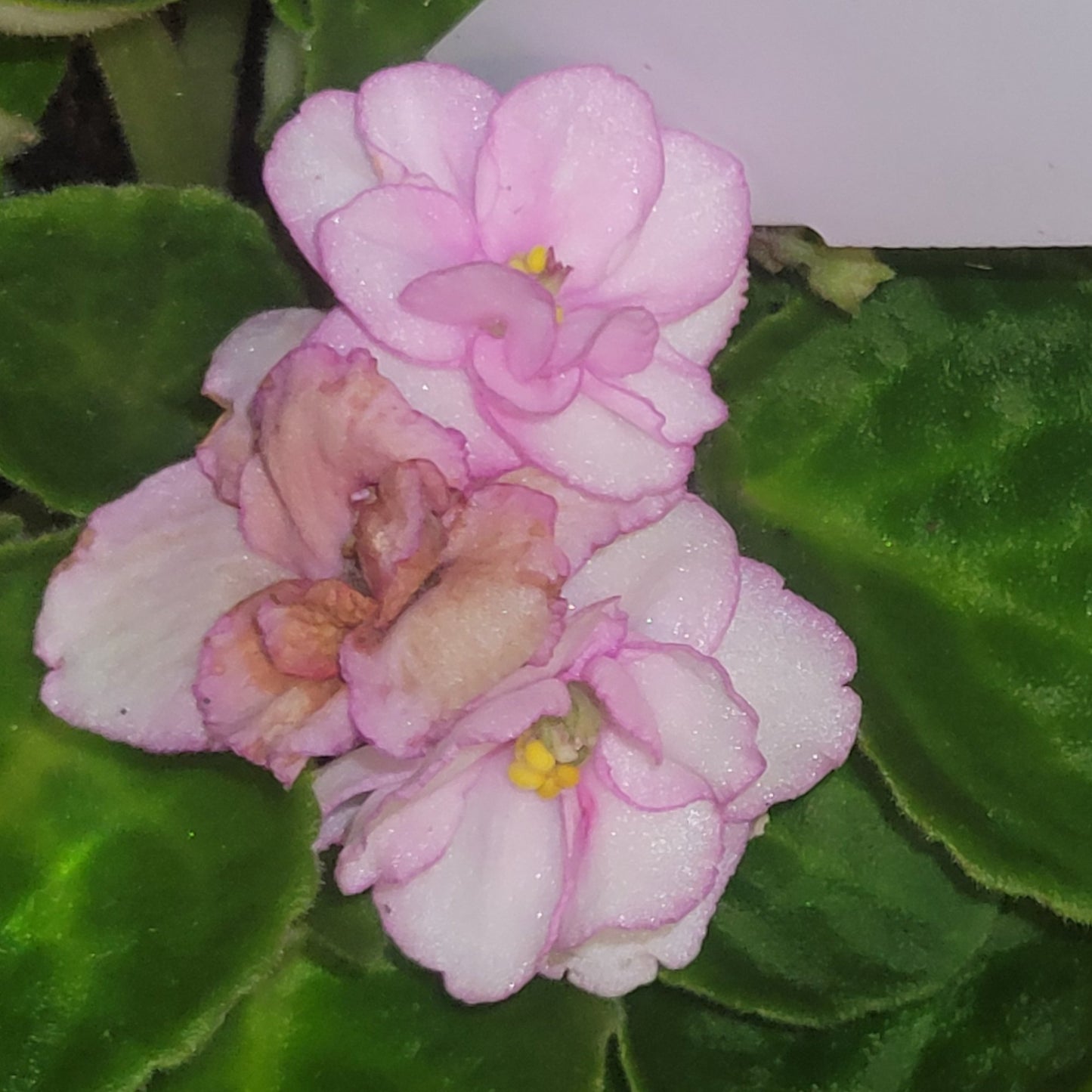 African Violet (ID#15) - Dr. Bill's Orchids, LLC
