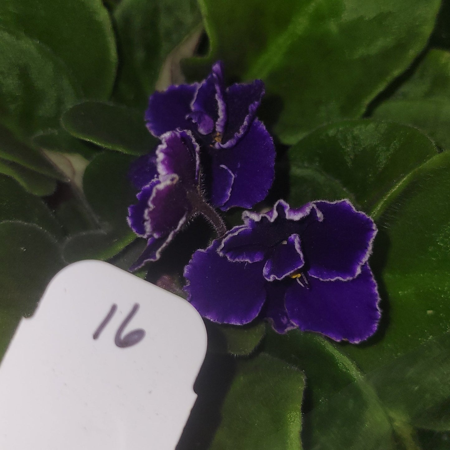 African Violet (ID#16) - Dr. Bill's Orchids, LLC