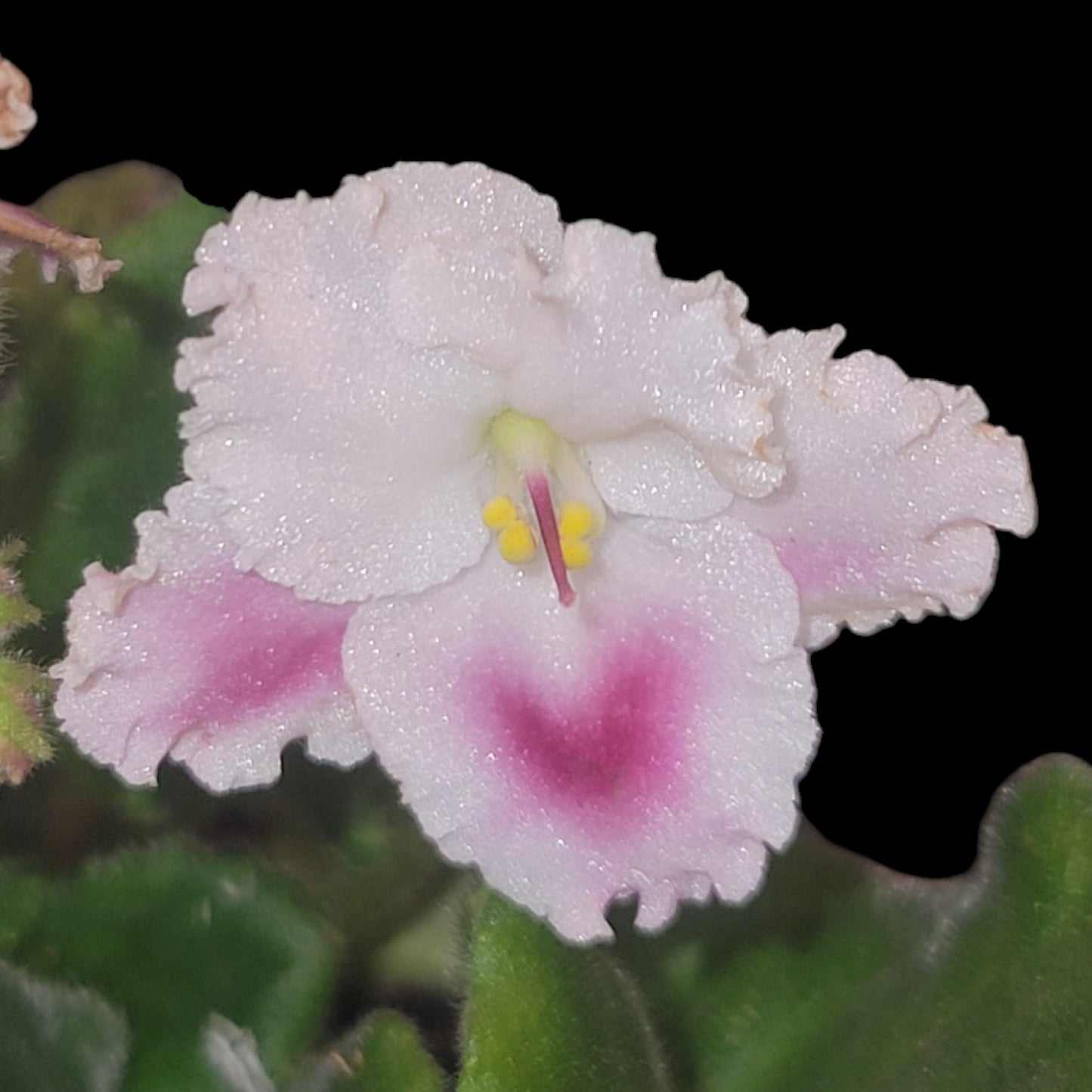 African Violet ID#20 - Dr. Bill's Orchids, LLC