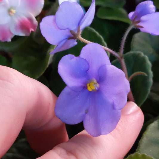 African Violet (ID#22) - Dr. Bill's Orchids, LLC