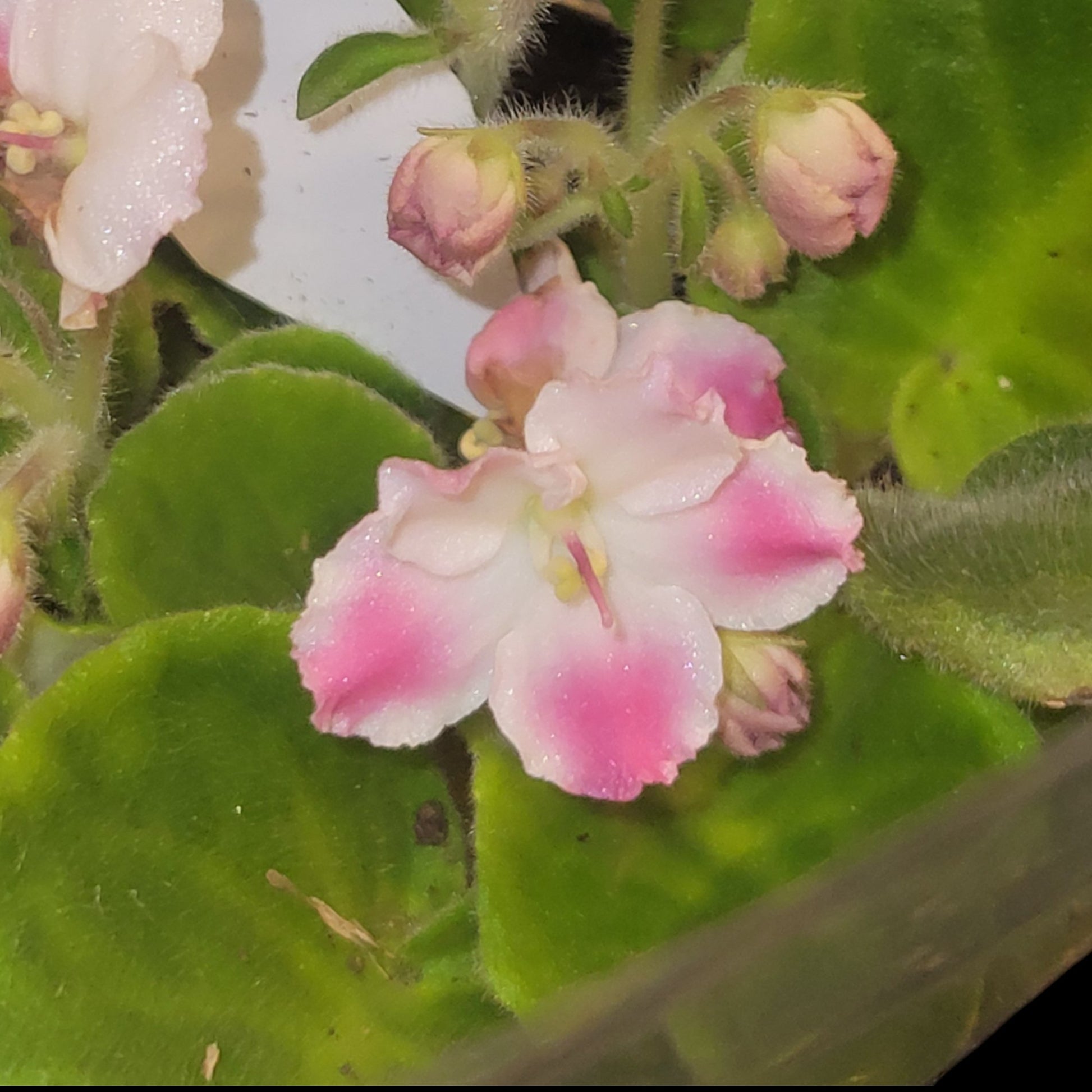 African Violet (ID#23) - Dr. Bill's Orchids, LLC