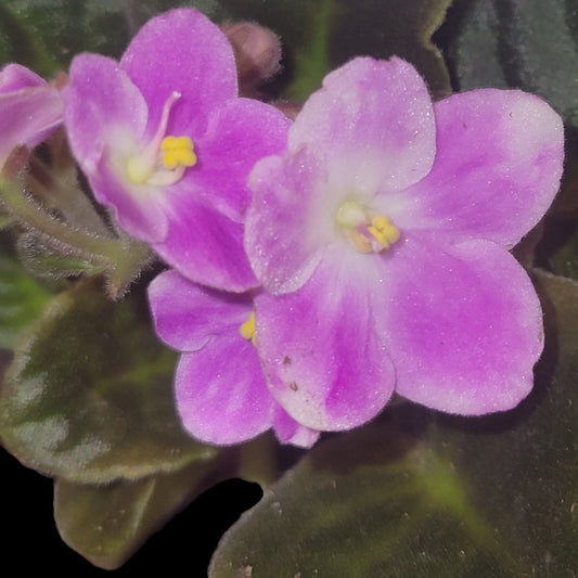 African Violet (ID#25) - Dr. Bill's Orchids, LLC