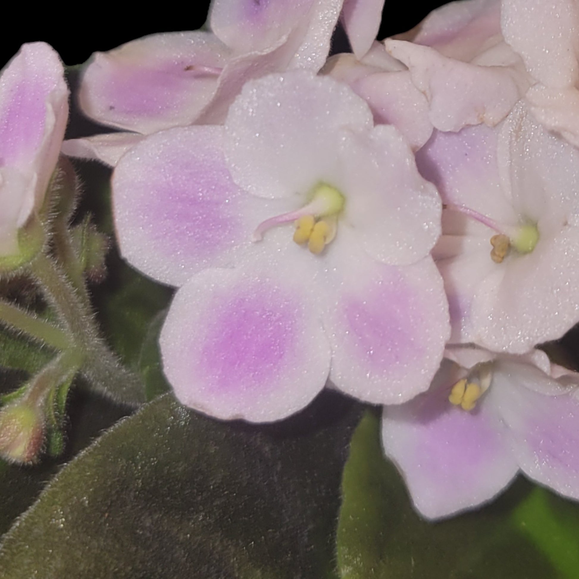 African Violet (ID#3) - Dr. Bill's Orchids, LLC