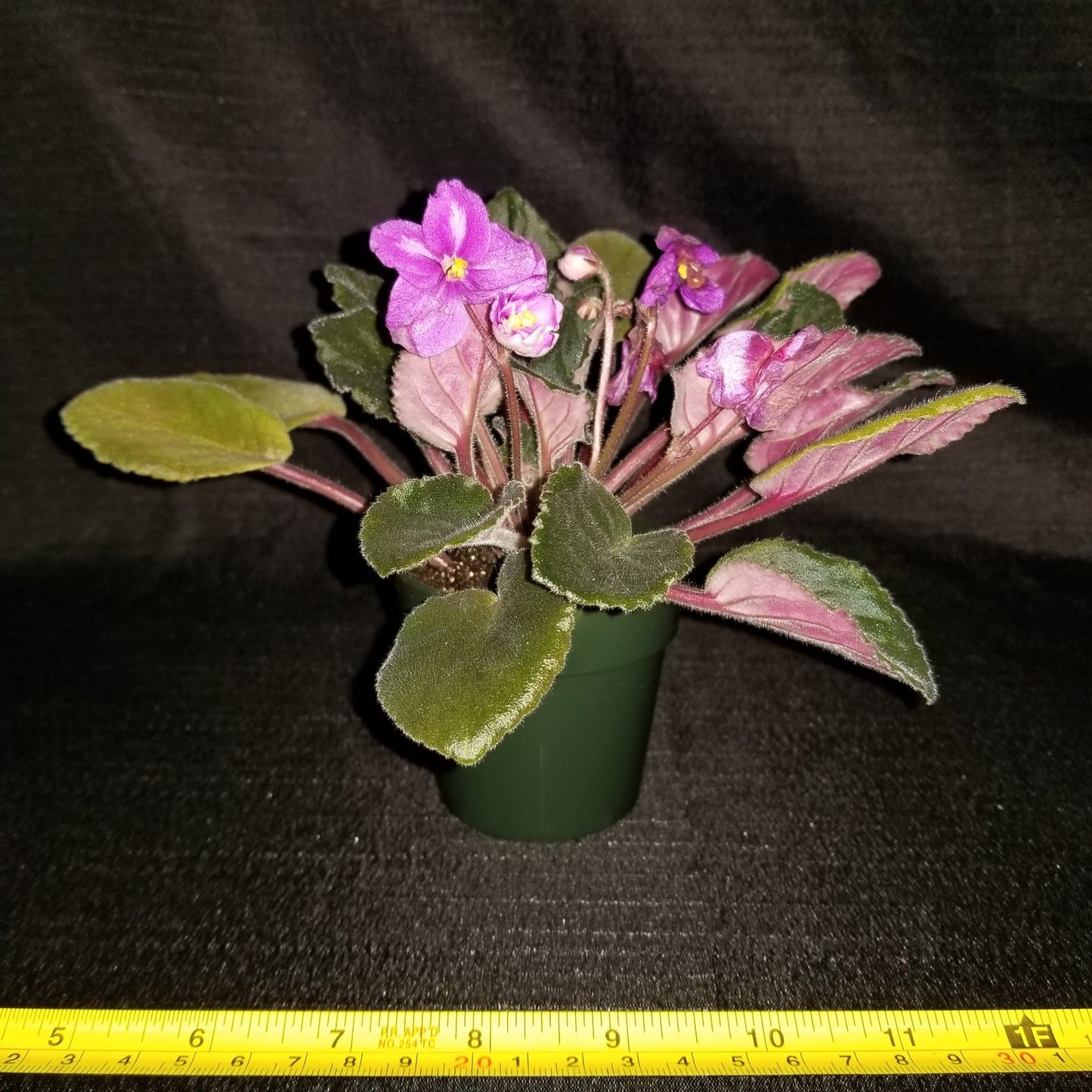 African Violet Maas' Janet - Dr. Bill's Orchids, LLC