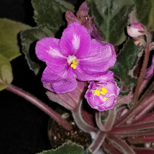 African Violet Maas' Janet - Dr. Bill's Orchids, LLC