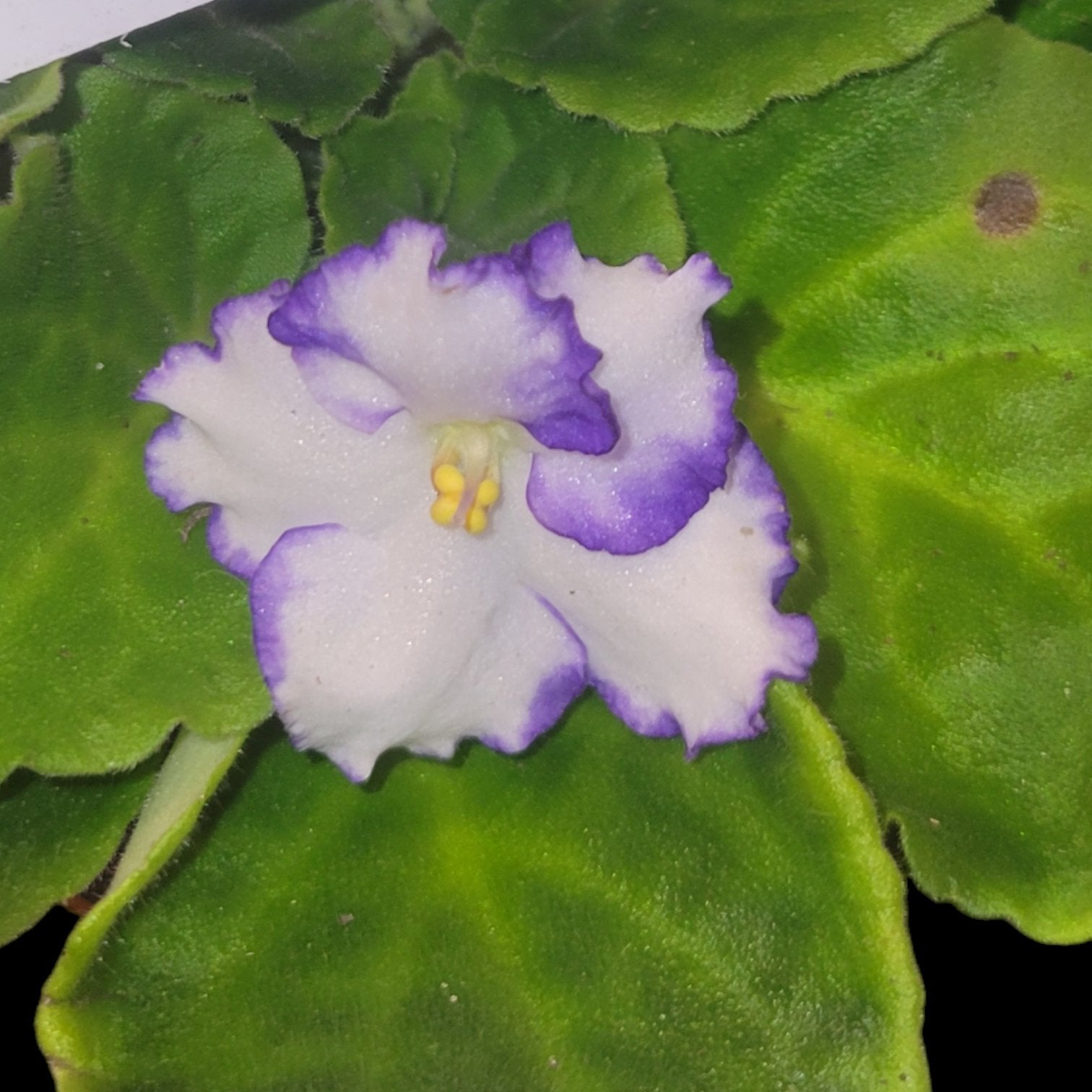 African Violet Optimara Chico - Dr. Bill's Orchids, LLC