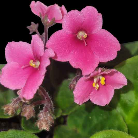 African Violet Optimara Indiana - Dr. Bill's Orchids, LLC