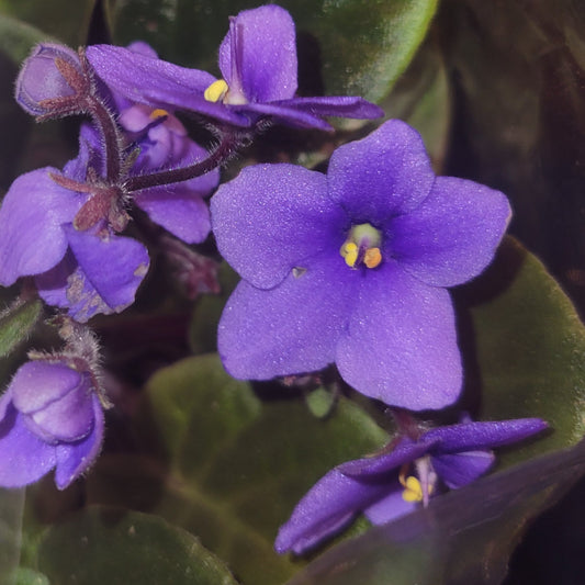 African Violet Optimara Manitoba - Dr. Bill's Orchids, LLC