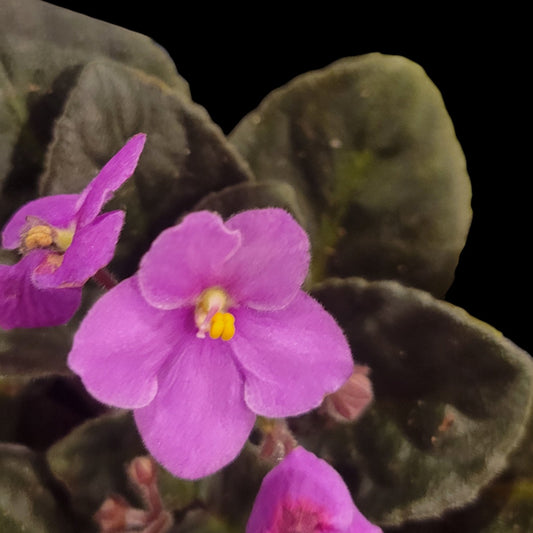 African Violet Optimara New Jersey - Dr. Bill's Orchids, LLC