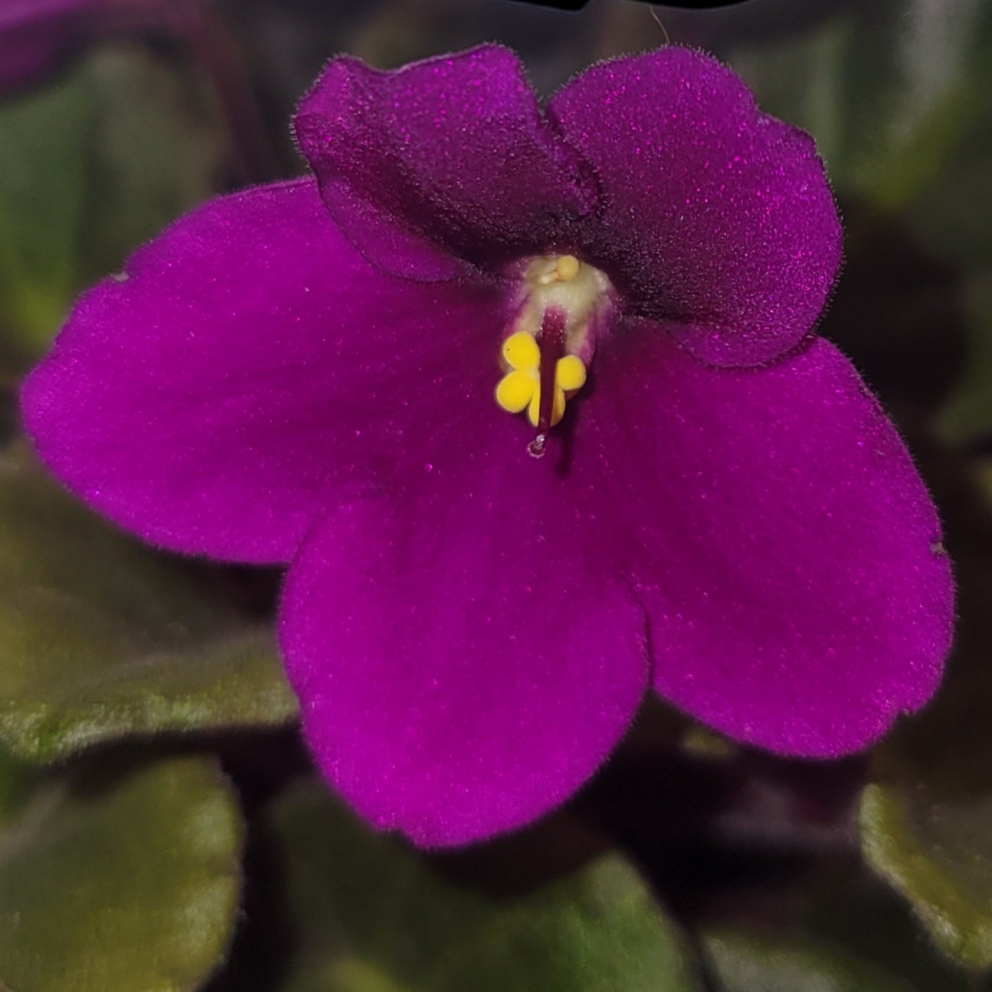 African Violet Optimara Scarlet - Dr. Bill's Orchids, LLC