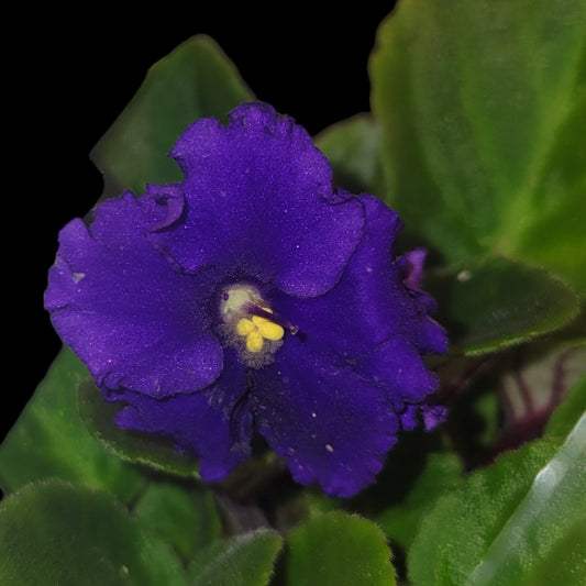 African Violet Optimara Wisconsin II - Dr. Bill's Orchids, LLC