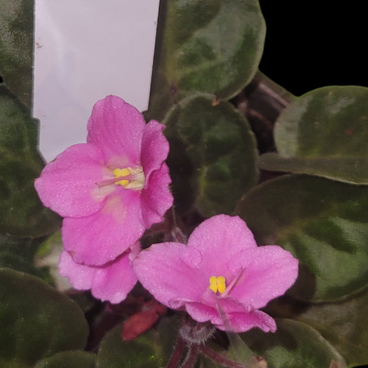 African Violet Rhapsodie Farrah - Dr. Bill's Orchids, LLC