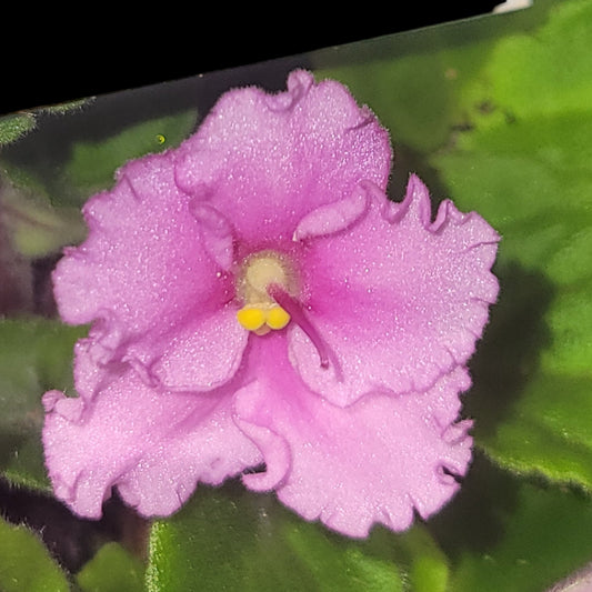African Violet Rhapsodie Monique - Dr. Bill's Orchids, LLC