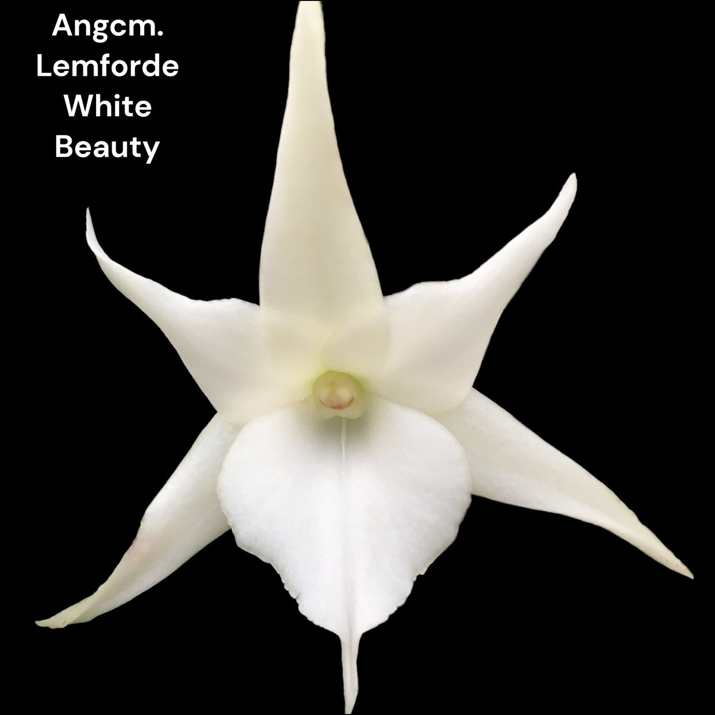 Angcm. Lemforde White Beauty - Dr. Bill's Orchids, LLC