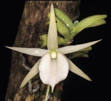 Angraecum bicallosum - Dr. Bill's Orchids, LLC