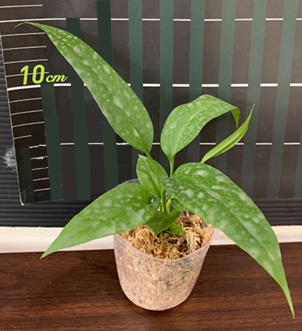 Anthurium vittariifolium - Dr. Bill's Orchids, LLC