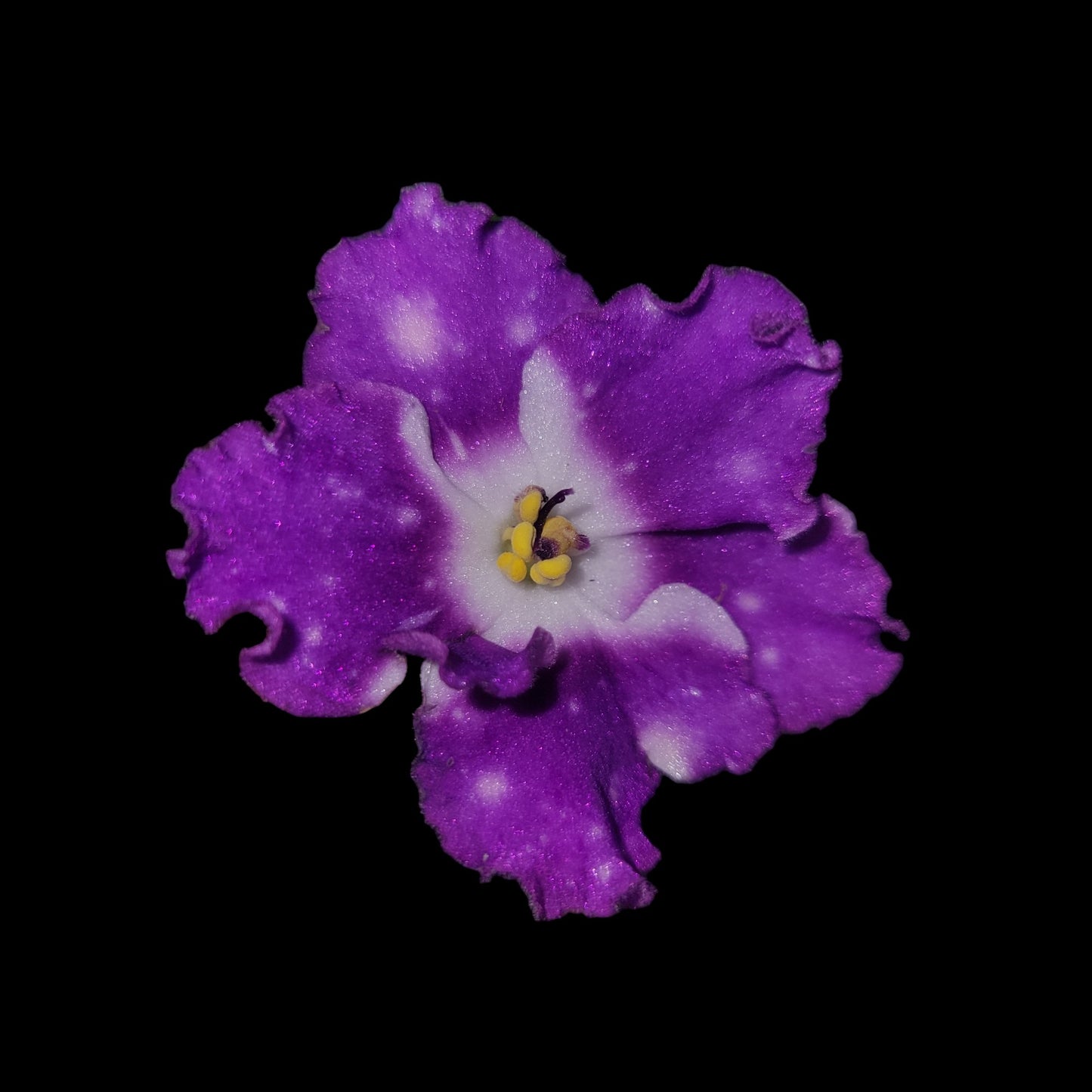 AV- Birth of Galaxy - Dr. Bill's Orchids, LLC