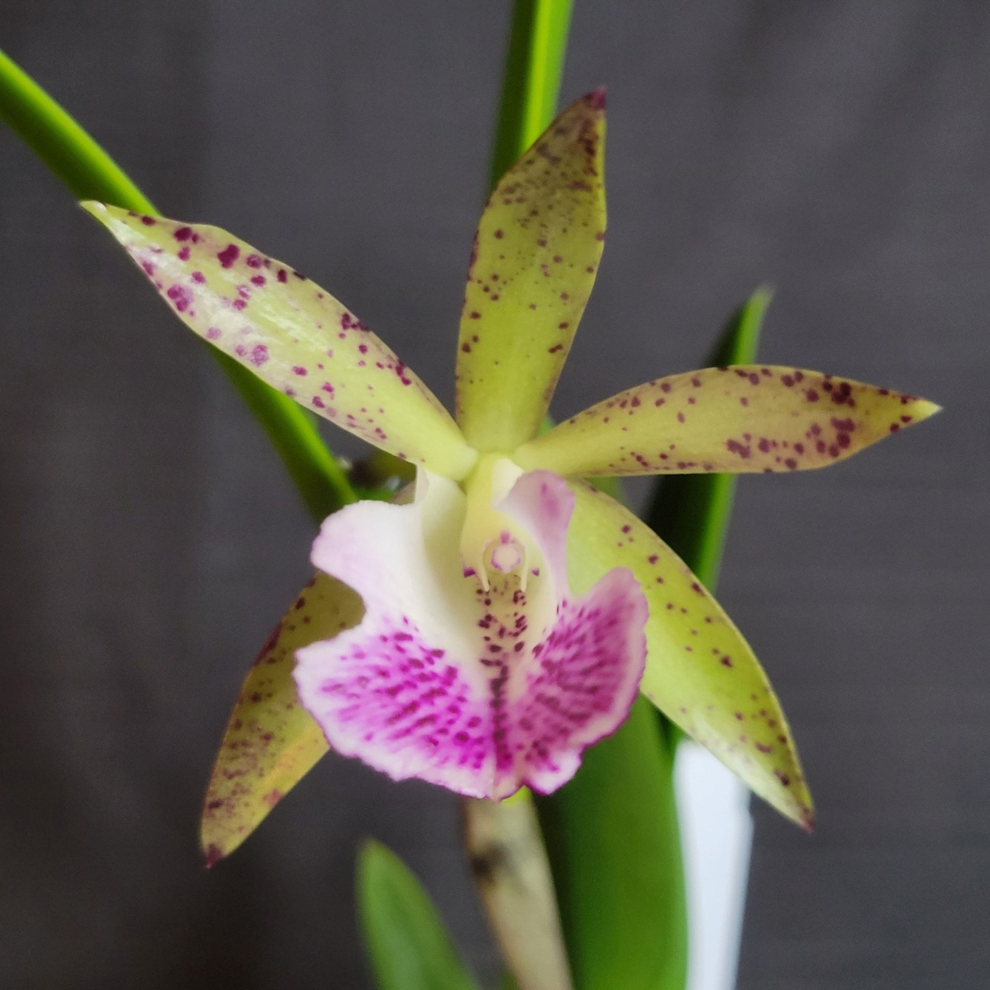 Bc. Tigrinodosa 4N (C. leopoldii v. albina 4N x B. nodosa 4N) - Dr. Bill's Orchids, LLC