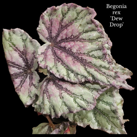 Begonia rex Dew Drop - Dr. Bill's Orchids, LLC