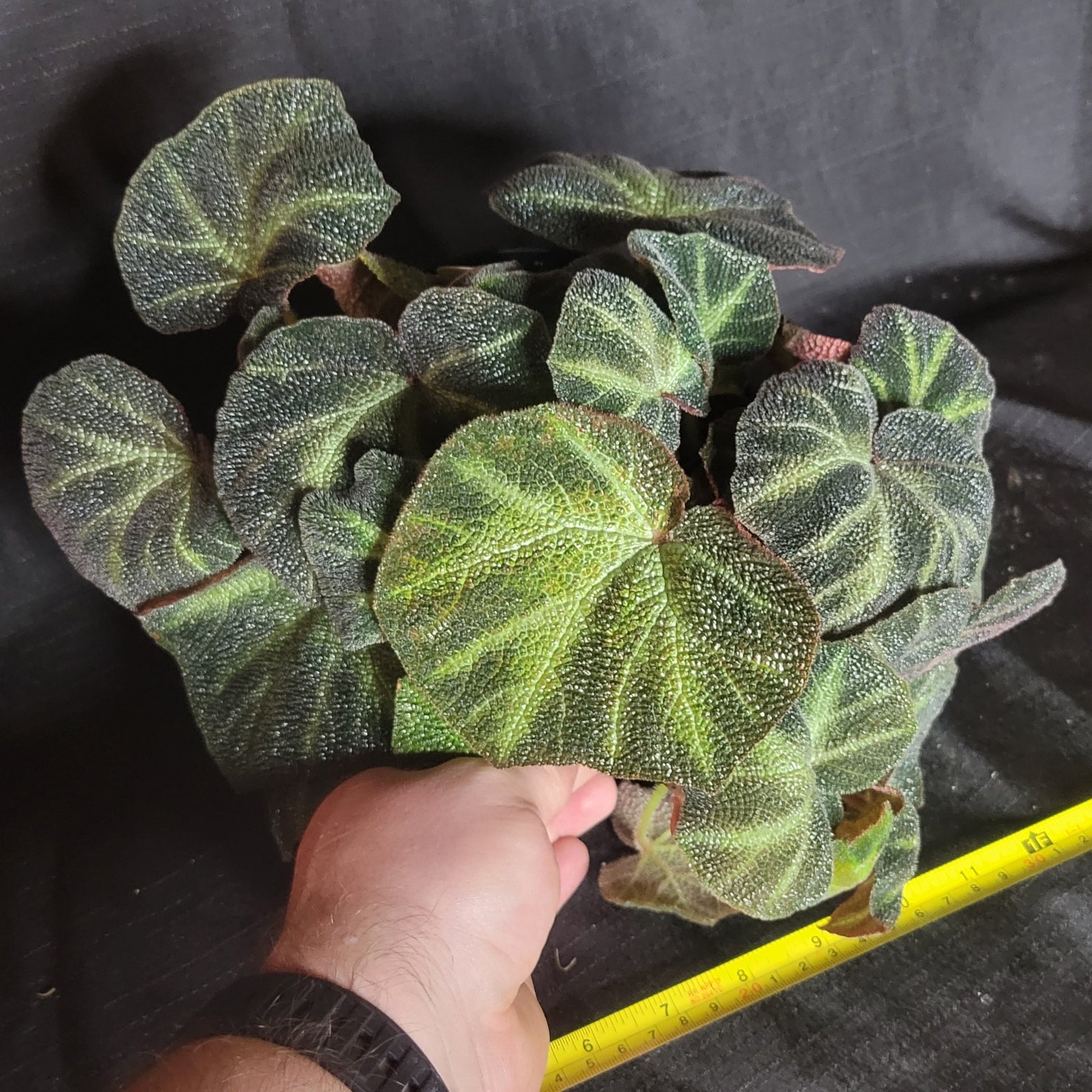 Begonia solimutata - Dr. Bill's Orchids, LLC