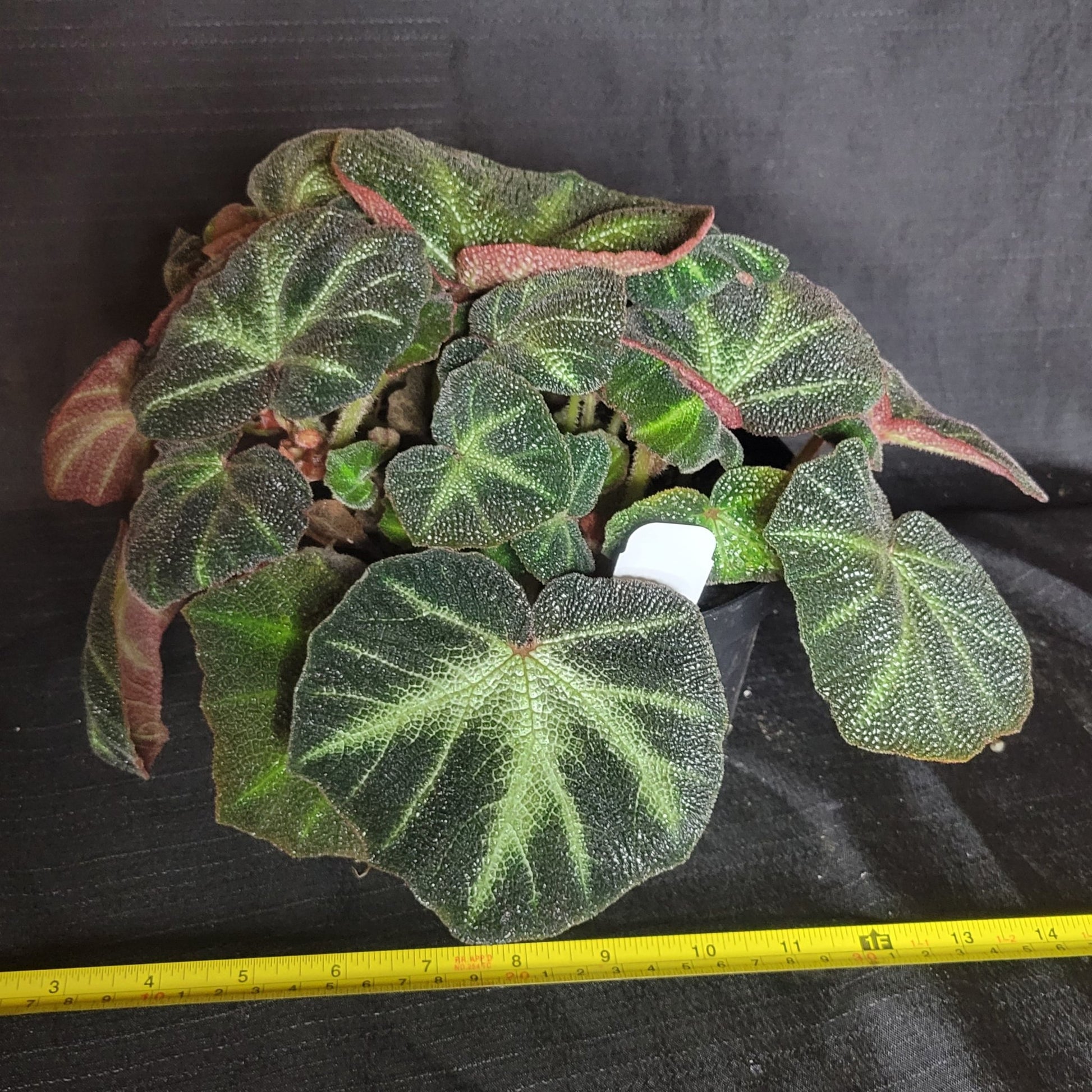 Begonia solimutata - Dr. Bill's Orchids, LLC