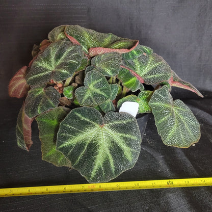 Begonia solimutata - Dr. Bill's Orchids, LLC