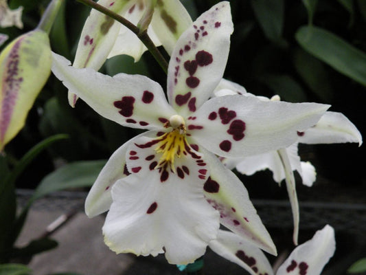 Bllra. Tropic Lily 'Chocolate Drop' - Dr. Bill's Orchids, LLC