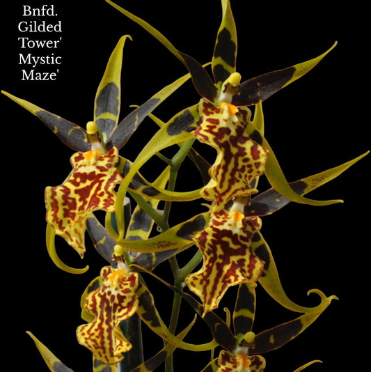 Bnfd. Gilded Tower 'Mystic Maze' - Dr. Bill's Orchids, LLC