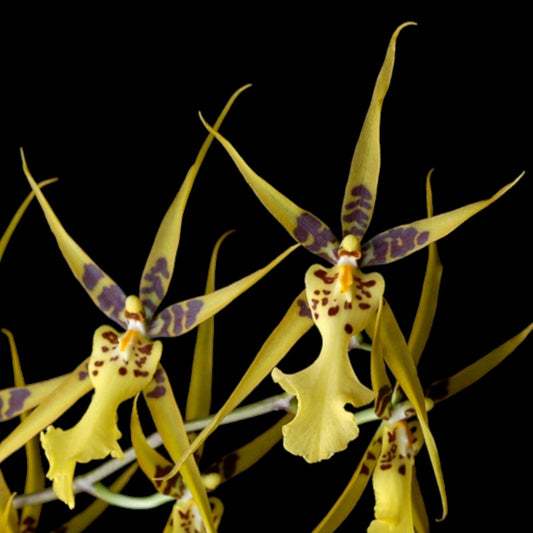 Brsdm. Gilded Urchin ‘Ontario’ HCC/AOS - Dr. Bill's Orchids, LLC