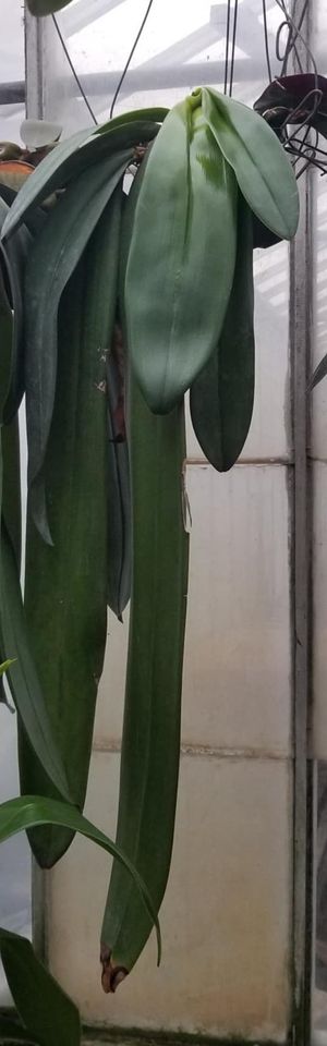 Bulbo phalaenopsis, mature divisions - Dr. Bill's Orchids, LLC