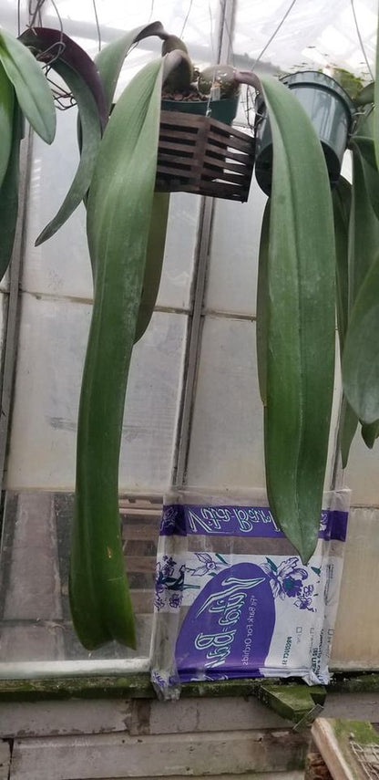 Bulbo phalaenopsis, mature divisions - Dr. Bill's Orchids, LLC