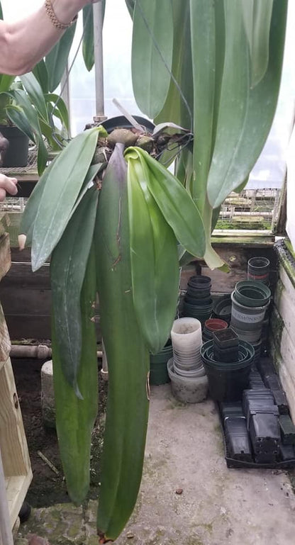 Bulbo phalaenopsis, mature divisions - Dr. Bill's Orchids, LLC